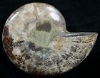 Beautiful Split Ammonite (Half) #6191-1